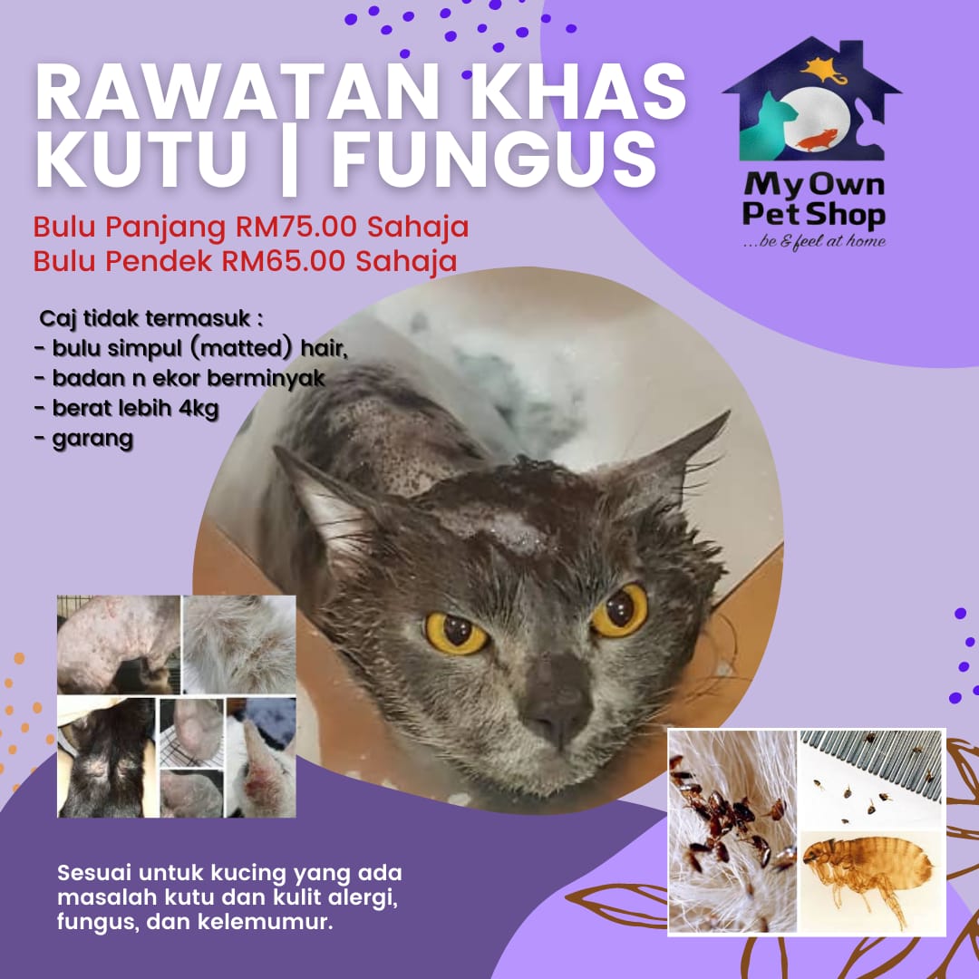 My Own Pet Shop , Balakong , Selangor  Petotum