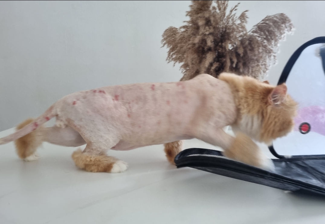 lion shave cat